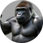 ごり男先生