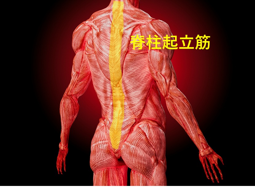 脊柱起立筋