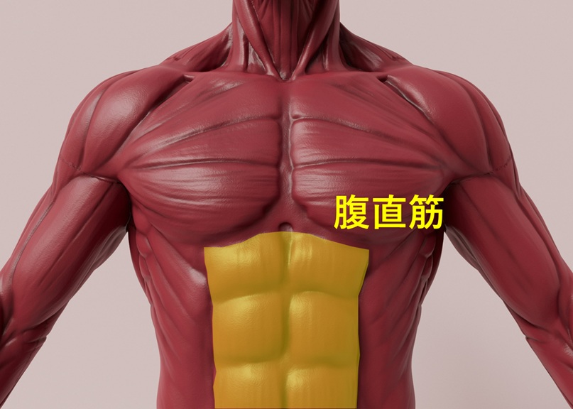 腹直筋