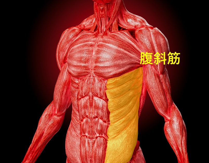 腹斜筋