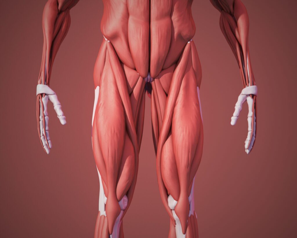 下半身の筋繊維